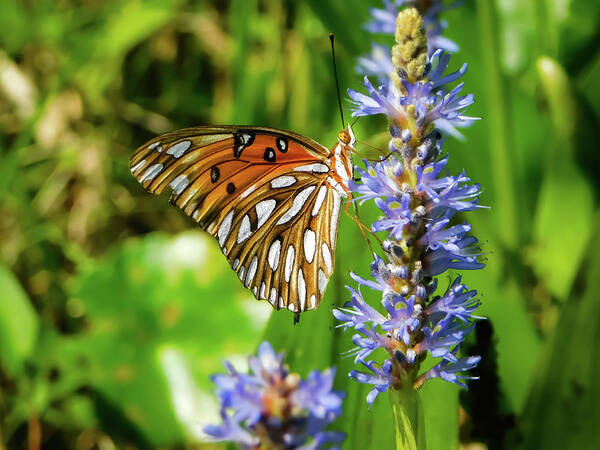 Butterfly Art Print featuring the photograph Showin Out by Gena Herro