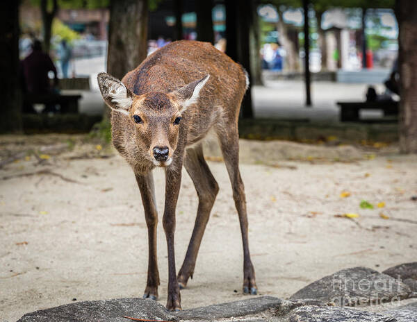 Deer Art Print featuring the photograph Sika deer on Miyajima by Lyl Dil Creations