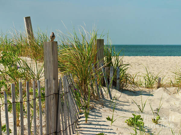 Singer At The Shore Ll Art Print featuring the photograph Singer at the Shore ll by Michelle Constantine