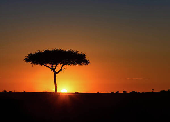 Sunset Art Print featuring the photograph Single Acacia Tree on Horizon at Colorful Sunset by Good Focused
