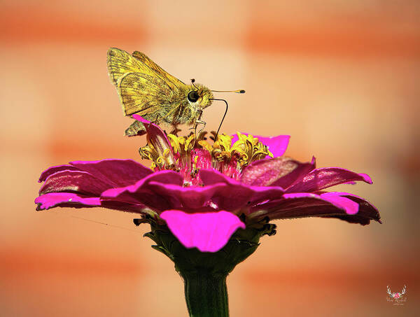Butterfly Art Print featuring the photograph Skipper on pink zinnia by Pam Rendall