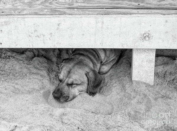 Tortola Art Print featuring the photograph Sleeping Puppy BW by Elisabeth Lucas