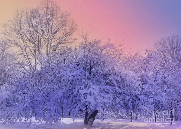 Fine Art Art Print featuring the photograph Snow Covered Trees by Rosanna Life