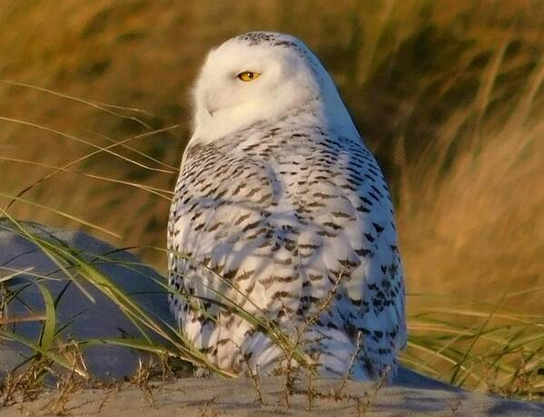 - Snowy Owl 2 Art Print featuring the photograph - Snowy Owl 2 by THERESA Nye