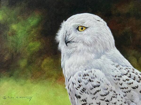 Snowy Owl Art Print featuring the painting Snowy Owl Study by Alan M Hunt