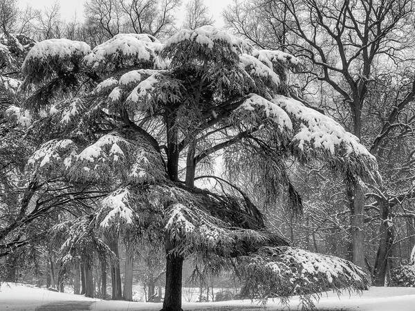 Winter Art Print featuring the photograph Snowy Shroud by Cate Franklyn