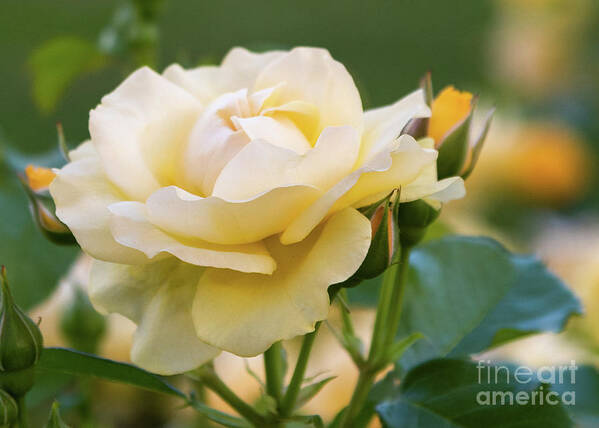 Rose Art Print featuring the photograph Soft Yellow Rose by Lorraine Cosgrove