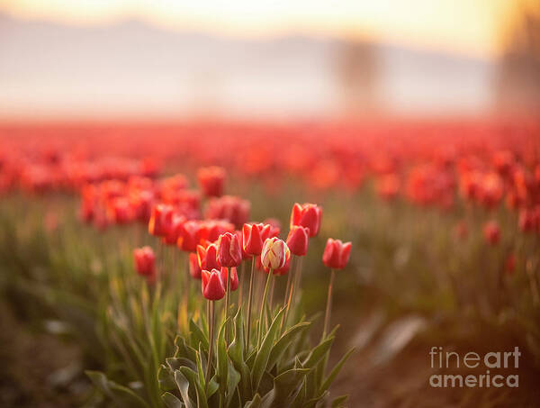 Tulip Festival Art Print featuring the photograph Solitary Unique Tulip by Mike Reid