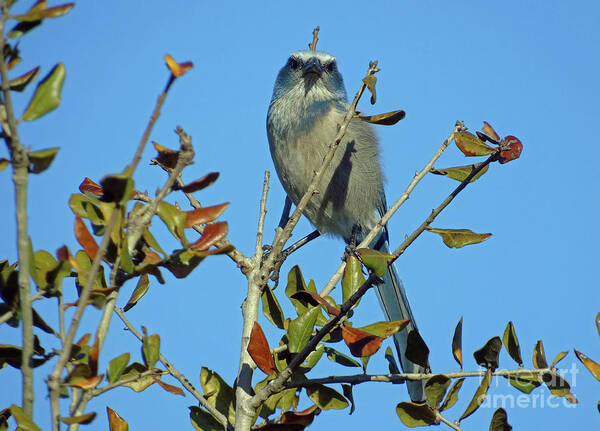 Scrub Art Print featuring the photograph Some Serious Scrub Jay Attitude by D Hackett