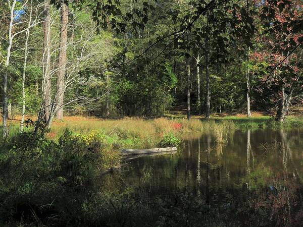 Pond Art Print featuring the photograph Southern Pond Sojourn by Ed Williams