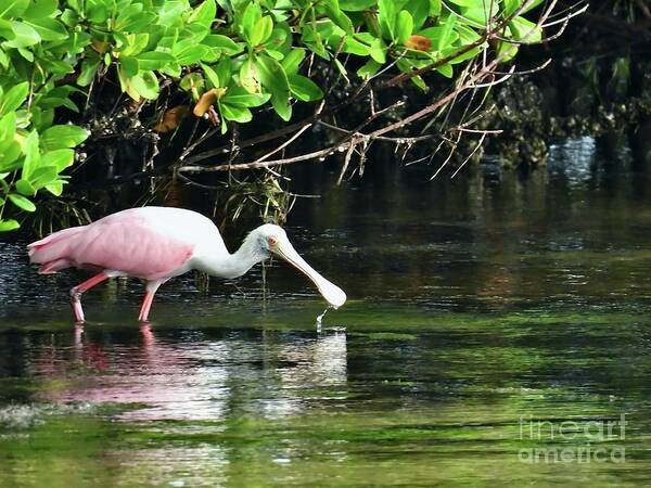 Spoonbill Art Print featuring the photograph Spoonbill Searching by Beth Myer Photography