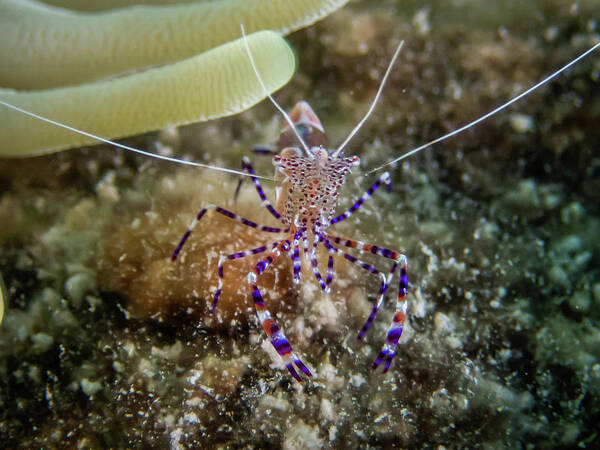 Shrimp Art Print featuring the photograph Spotted Cleaner Shrimp by Brian Weber