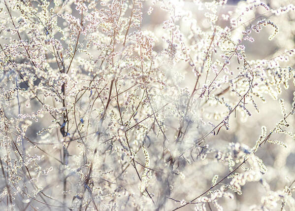 Tree Art Print featuring the photograph Spring Blossoms at Dawn by Amelia Pearn