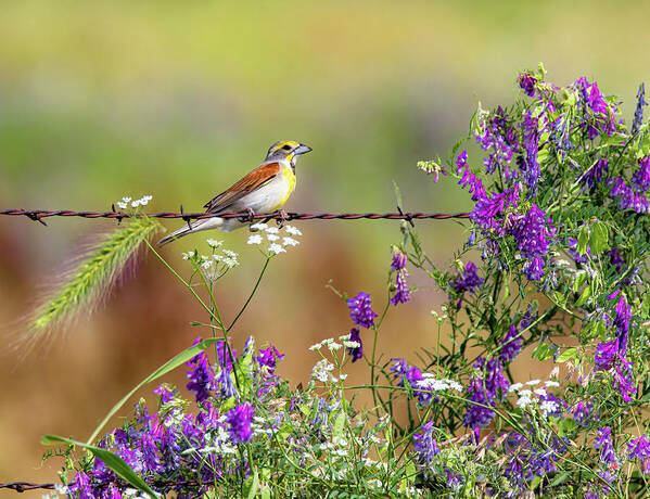 Vetch Art Print featuring the photograph Springtime Beauty by Pam Rendall