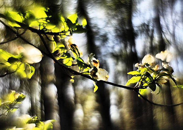 Impression Art Print featuring the photograph Dogwood Blossoms by a Forest - A Springtime Impression by Steve Ember