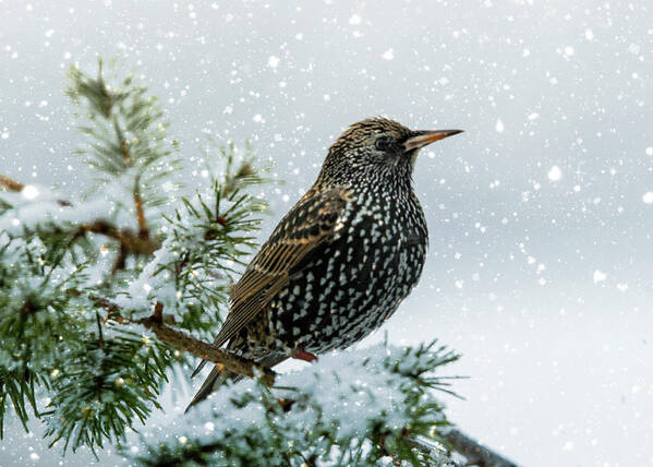 Bird Art Print featuring the photograph Starling In Snow by Cathy Kovarik