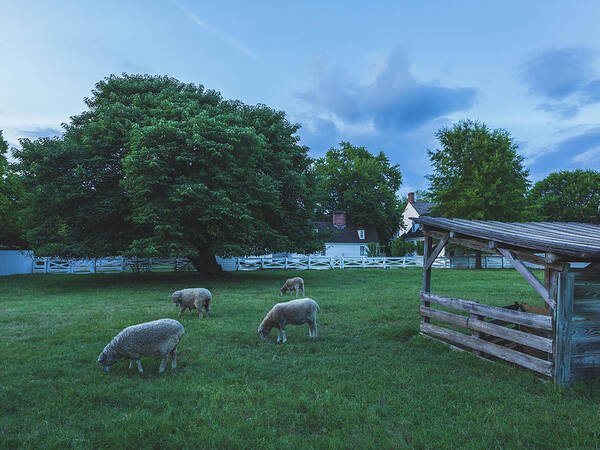 Sheep Art Print featuring the photograph Summer Evening Pasture by Rachel Morrison