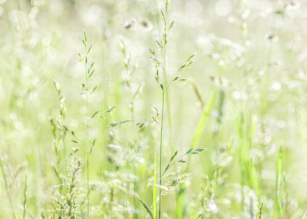Grass Art Print featuring the photograph Summer Grass by Amelia Pearn