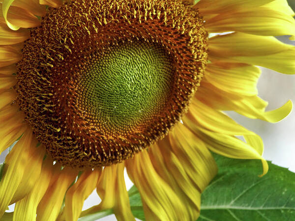 Sunflower Art Print featuring the photograph Sun by Rachel Morrison