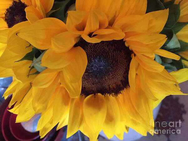 Sunny Art Print featuring the photograph Sunflower Series 1-3 by J Doyne Miller