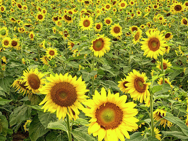 Sunflower Art Print featuring the photograph Sunflowers by Jerry Connally