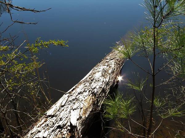 Tree Art Print featuring the photograph Sunk by Ed Williams