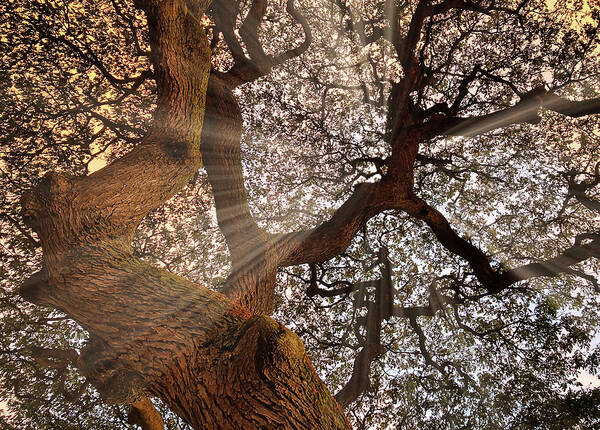 Tree Art Print featuring the photograph Sunrays by Christopher Johnson