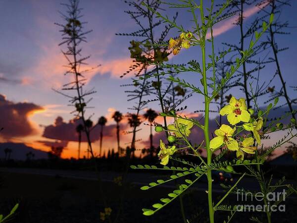 Sunset Art Print featuring the photograph Sunset by Chris Tarpening