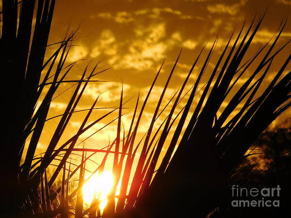 Sunset Art Print featuring the photograph Sunset Dreams by Chris Tarpening