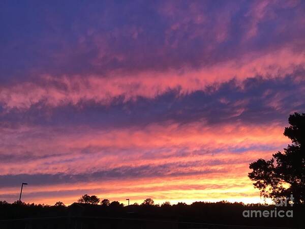 Courtland Art Print featuring the photograph Sunset Lines by Catherine Wilson