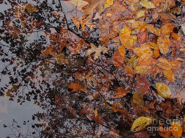 Water Art Print featuring the photograph Surface Tension by Pamela Clements