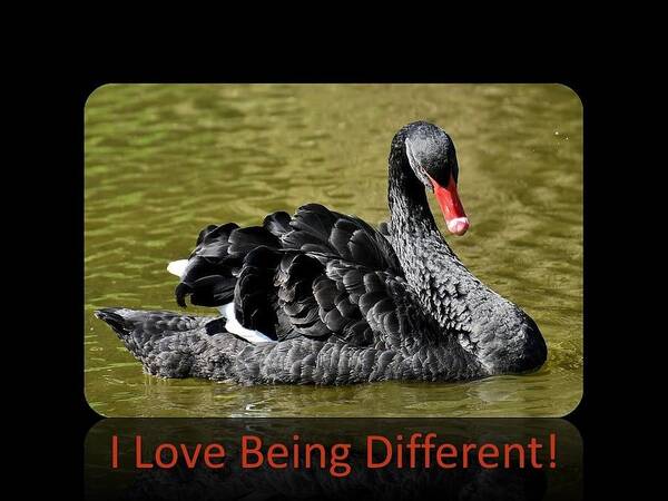 Swan Art Print featuring the photograph Swan I Love Being Different by Nancy Ayanna Wyatt
