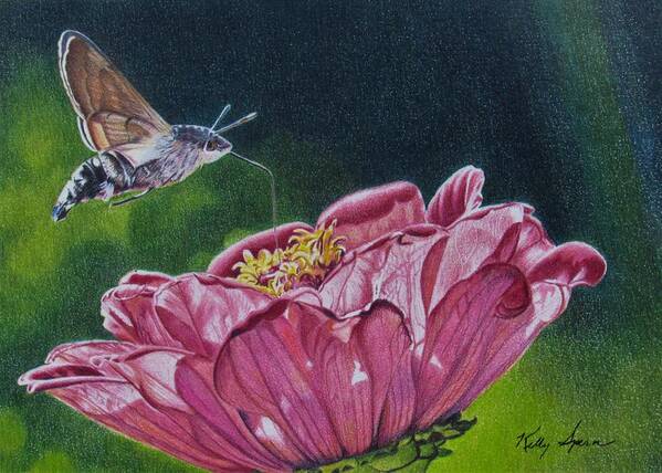 Moth Art Print featuring the drawing Sweet Sweetness by Kelly Speros