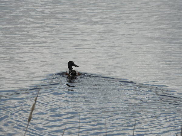 Northern Shoveler Art Print featuring the photograph Swimming Northern Shoveler by Amanda R Wright