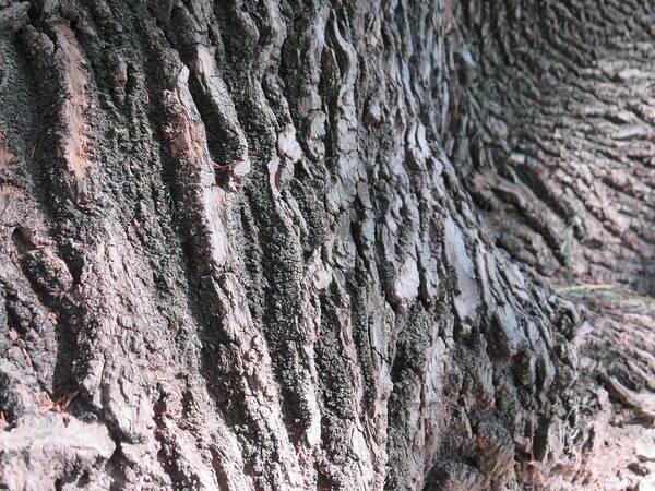  Art Print featuring the photograph Texture - Tree Bark by Raymond Fernandez