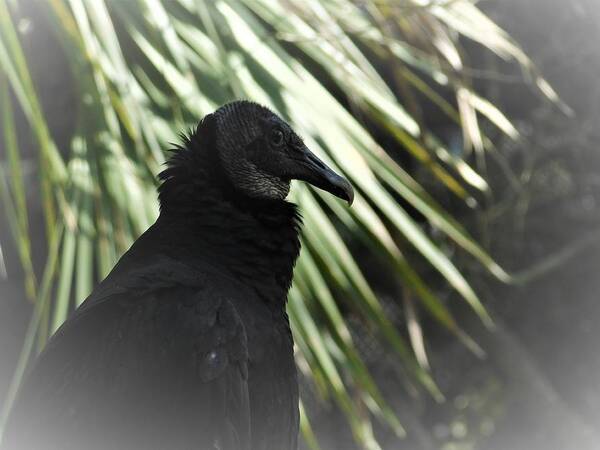Bird Art Print featuring the photograph The Black Vulture by Carl Moore
