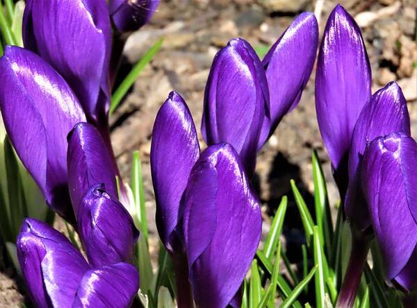 Flowers Art Print featuring the photograph The Crocus is Spring's Promise by Linda Stern