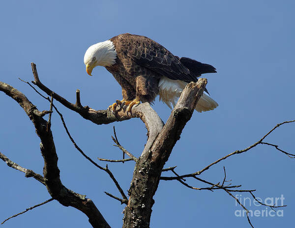 Eagles Art Print featuring the photograph The Eagle Has Landed by Chris Scroggins