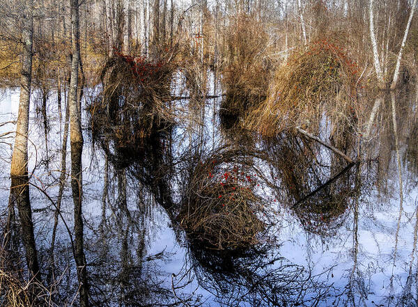 South Carolina Art Print featuring the photograph The Golden Triumvirate by Norma Brandsberg