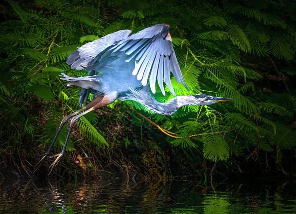 Great Blue Heron Art Print featuring the photograph The Graceful Heron Soars by Mark Andrew Thomas