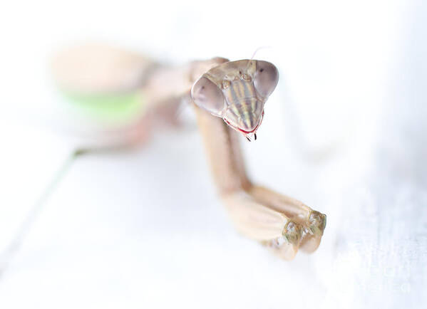 Praying Mantis Art Print featuring the photograph The Hungry Praying Mantis by Tony Lee