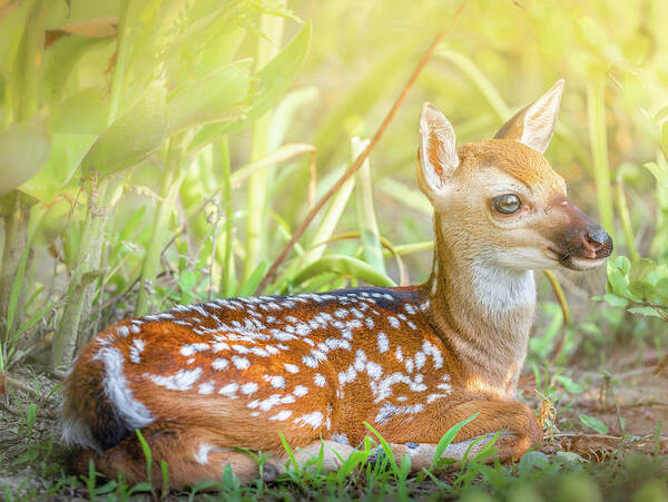 Fawn Art Print featuring the photograph The Peaceful Fawn by Jordan Hill