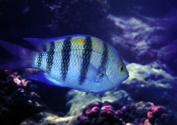 Sergeant Major Art Print featuring the photograph The Sergeant Major Damselfish by Johanna Hurmerinta