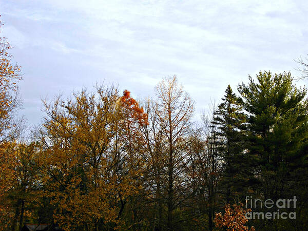 Landscape Art Print featuring the photograph Trees and Branches in the Fall by Frank J Casella