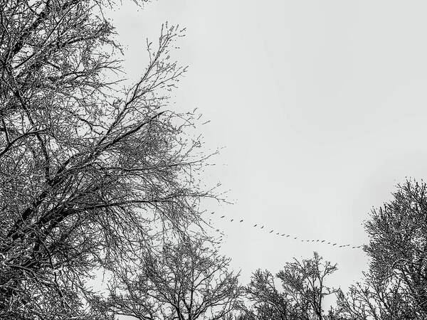 Tree Art Print featuring the photograph Trees in Winter's Snow with geese by Alan Goldberg