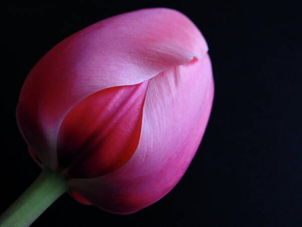 Tulip Art Print featuring the photograph Tulip by Julia Wilcox