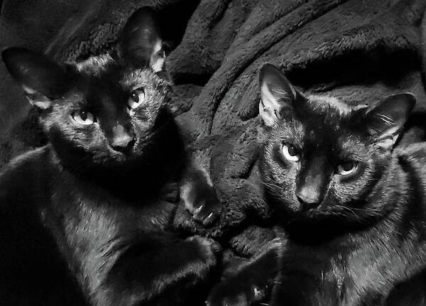 Cats Art Print featuring the photograph Twins by Ally White