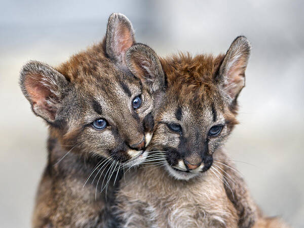 Big Cat Art Print featuring the photograph Two puma babies very close by Picture by Tambako the Jaguar
