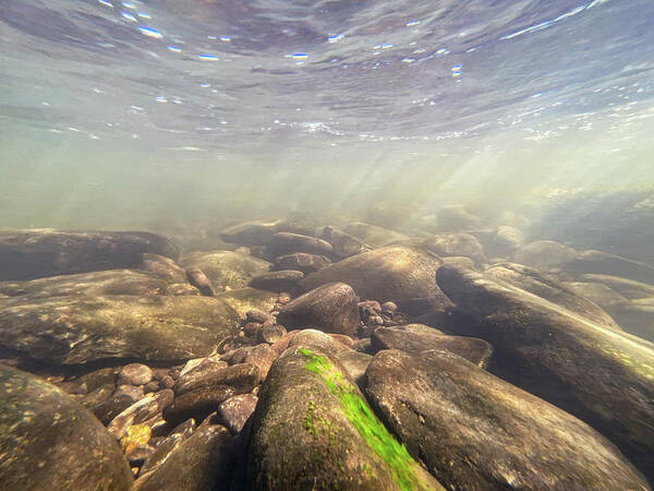 Water Art Print featuring the photograph Underwater Scene - Upper Delaware River Algae by Amelia Pearn