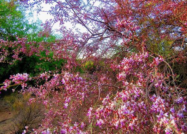 Arizona Art Print featuring the photograph Vekol Wash Desert Ironwood in Bloom by Judy Kennedy